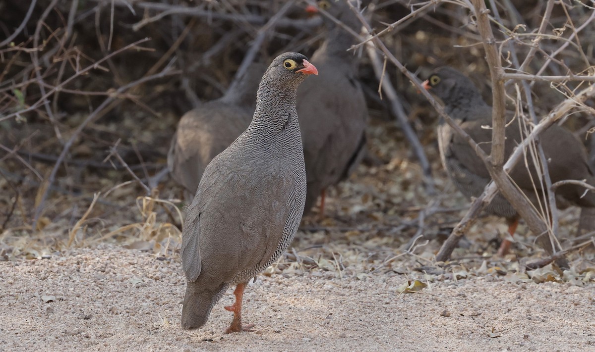 Red-billed Spurfowl - ML624134250