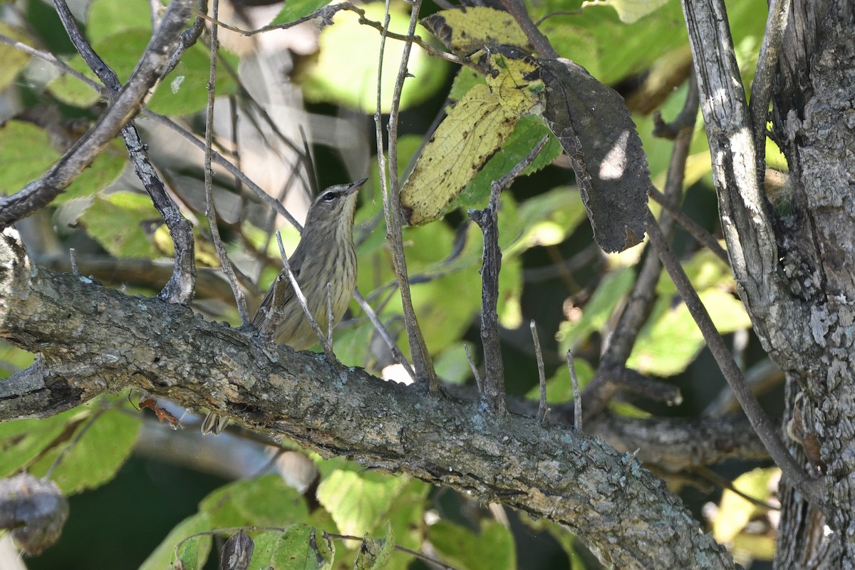 lesňáček bažinný (ssp. palmarum) - ML624134259