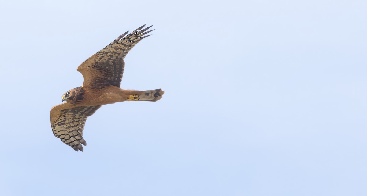 Northern Harrier - ML624134263