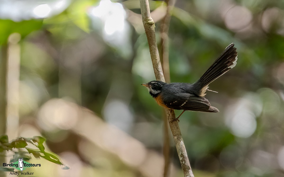 Chestnut-bellied Fantail - ML624134264