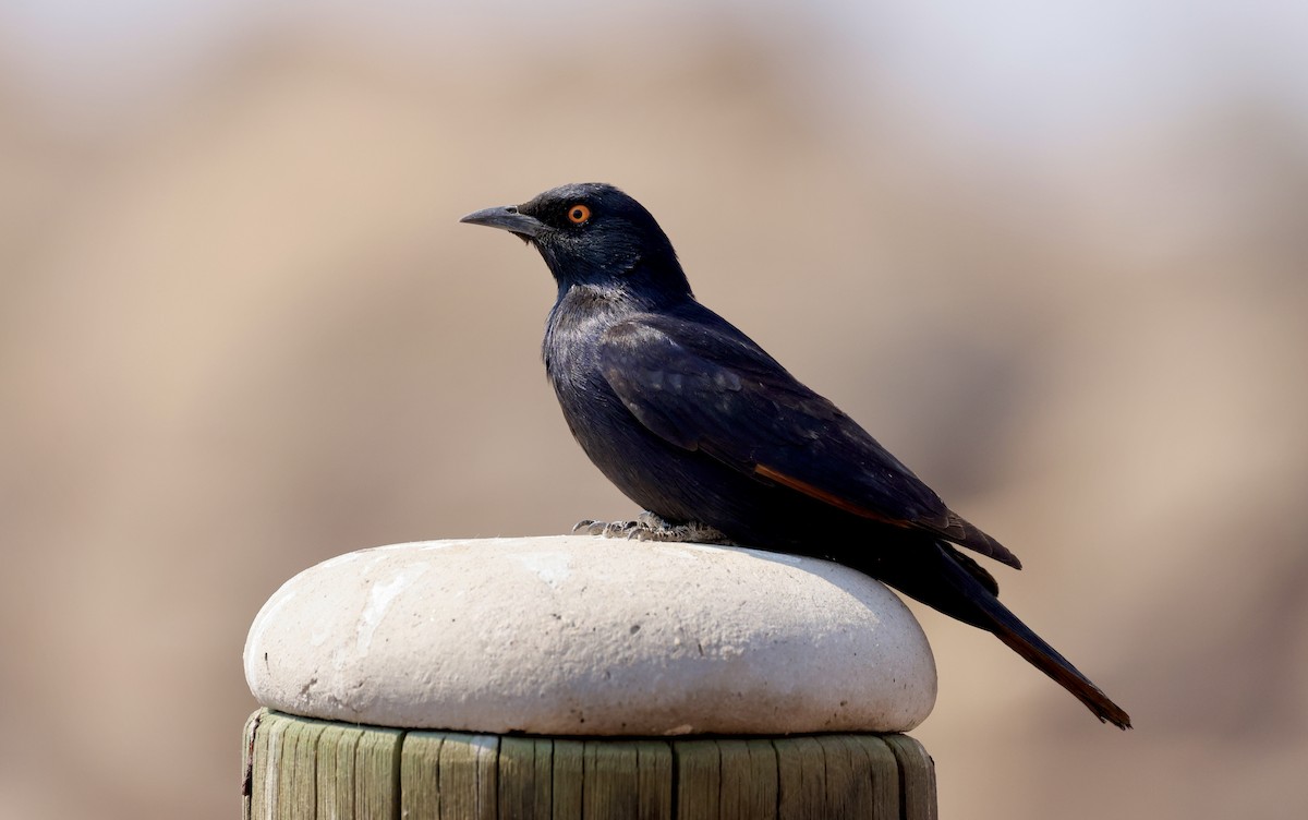 Pale-winged Starling - ML624134269