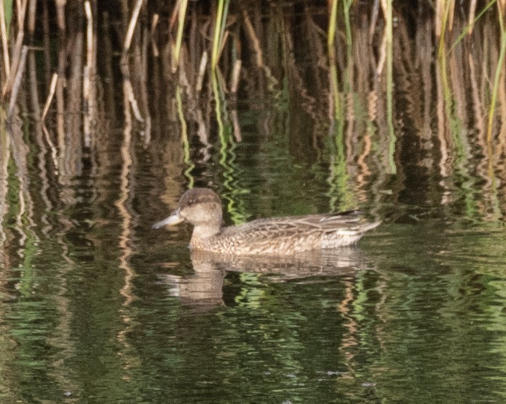 Green-winged Teal - Jeremy Meyer