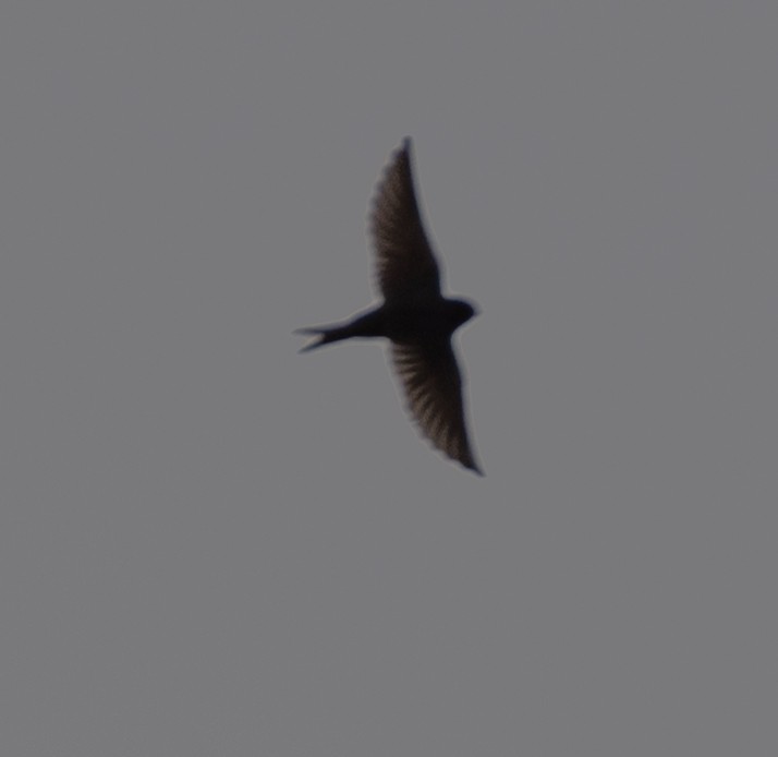 Western House-Martin - ML624134279