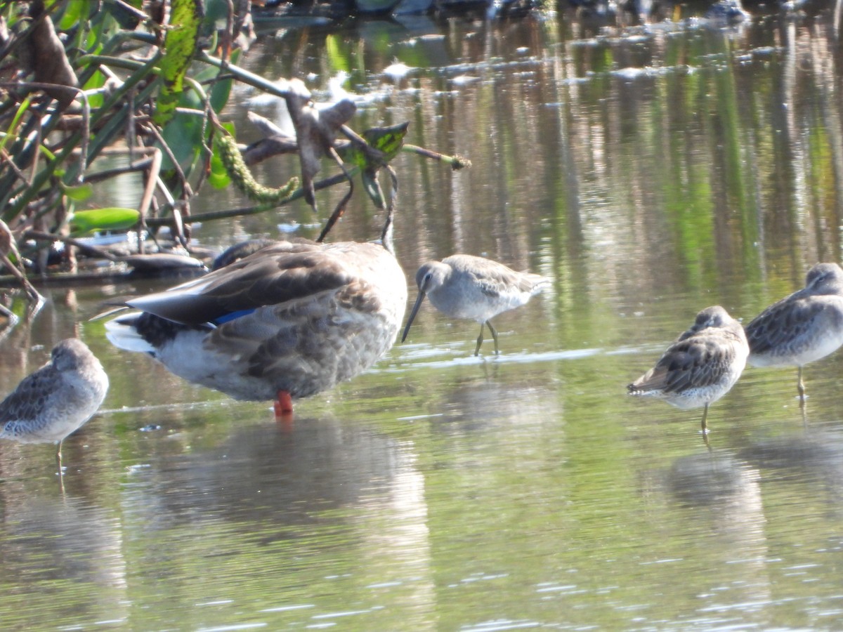 Short-billed Dowitcher - ML624134286