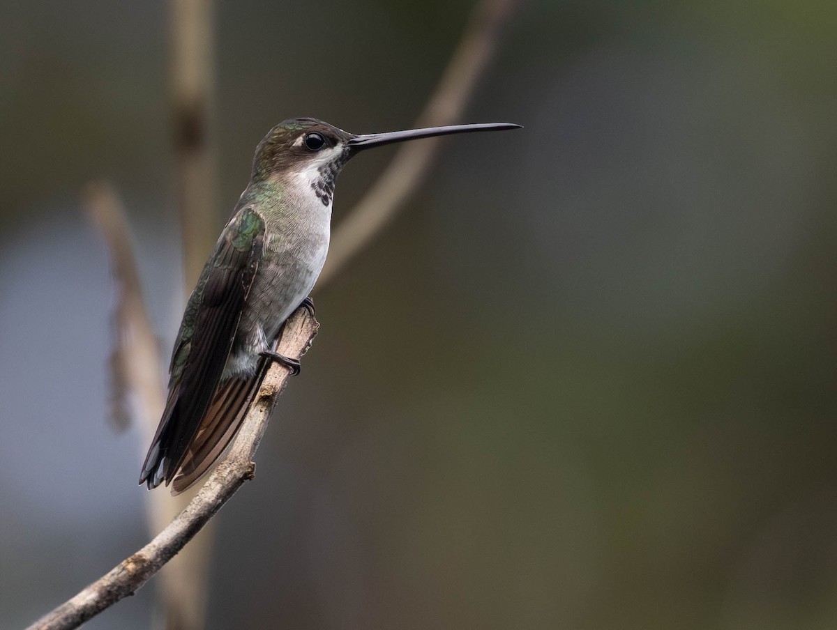 Long-billed Starthroat - ML624134288