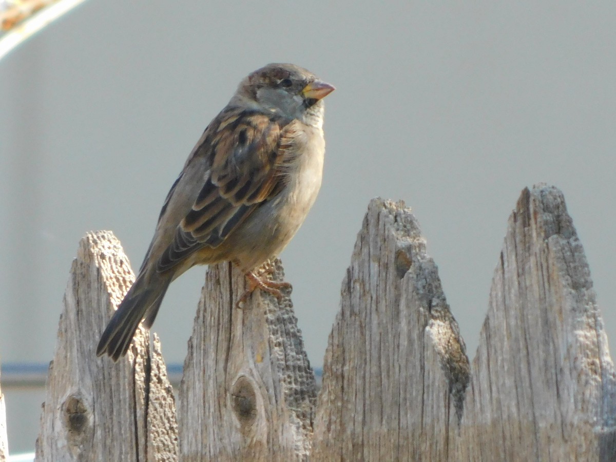 Moineau domestique - ML624134292