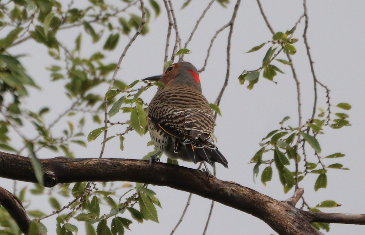 Northern Flicker - ML624134293