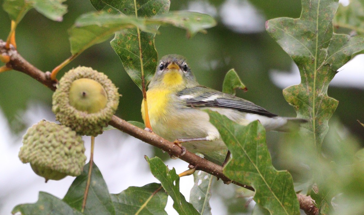 Northern Parula - ML624134305