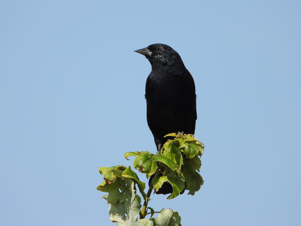 Red-winged Blackbird - ML624134318