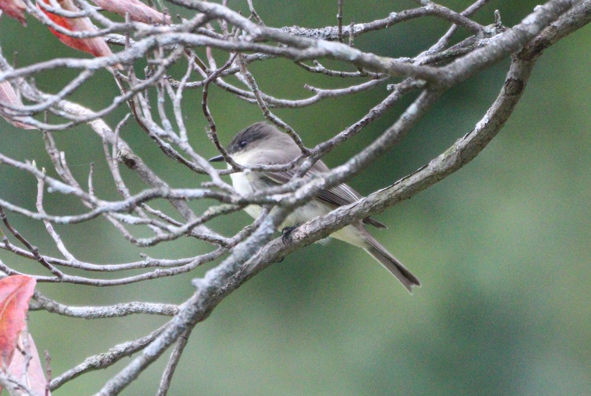 Eastern Phoebe - ML624134319