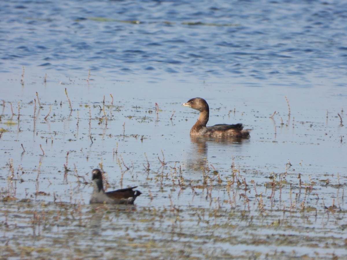 Pied-billed Grebe - ML624134324