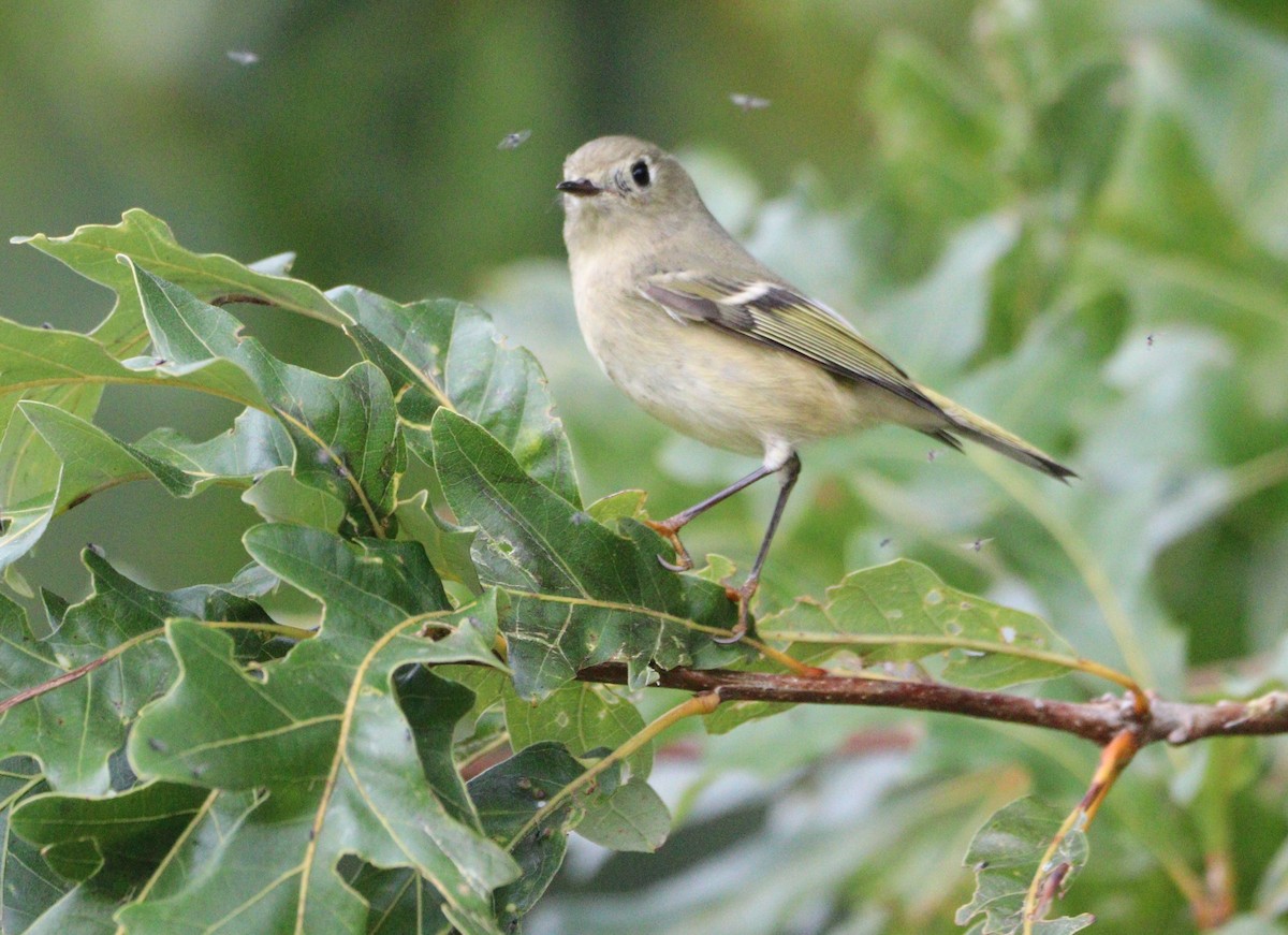 Ruby-crowned Kinglet - ML624134326