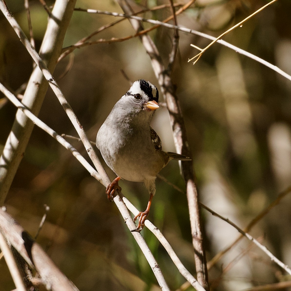 White-crowned Sparrow (Gambel's) - ML624134327