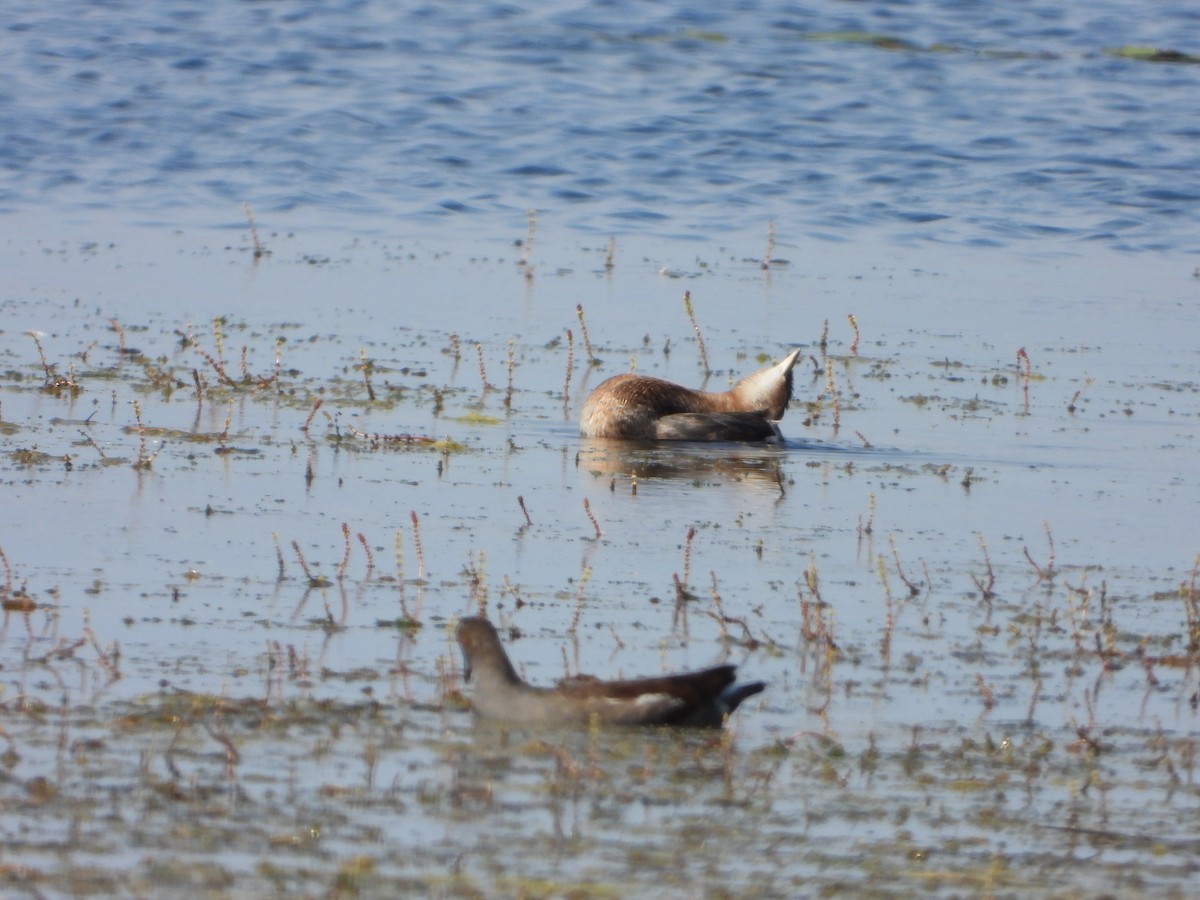 Pied-billed Grebe - joe sweeney