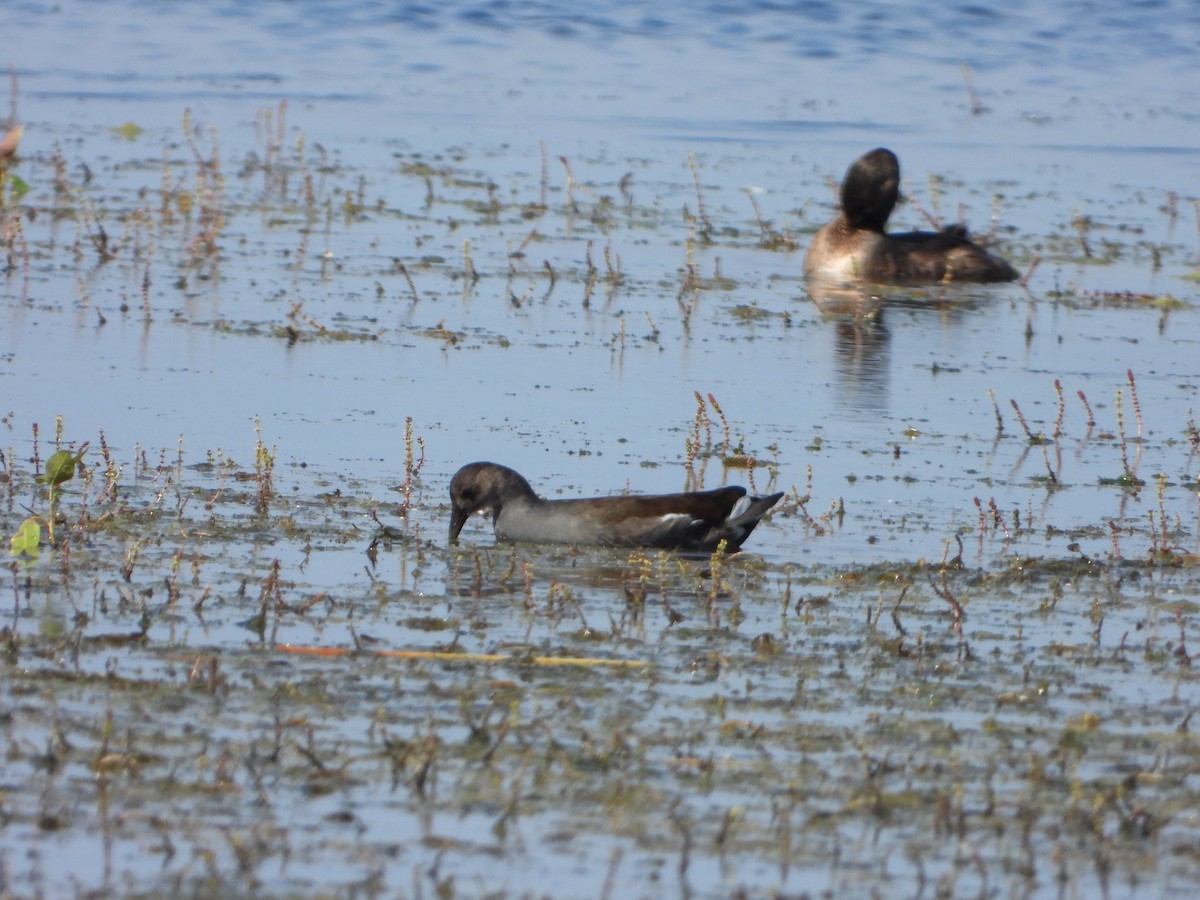 Common Gallinule - ML624134333