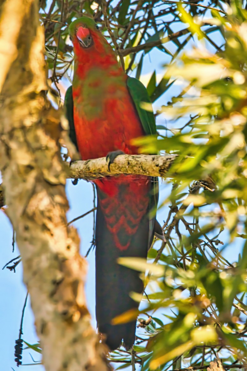 Australian King-Parrot - ML624134334