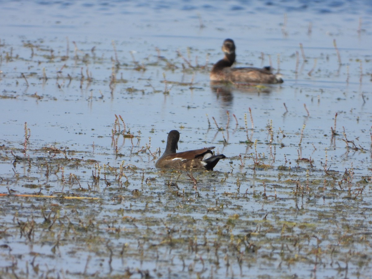 Common Gallinule - joe sweeney