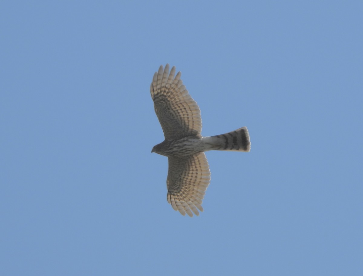 Sharp-shinned Hawk - ML624134339