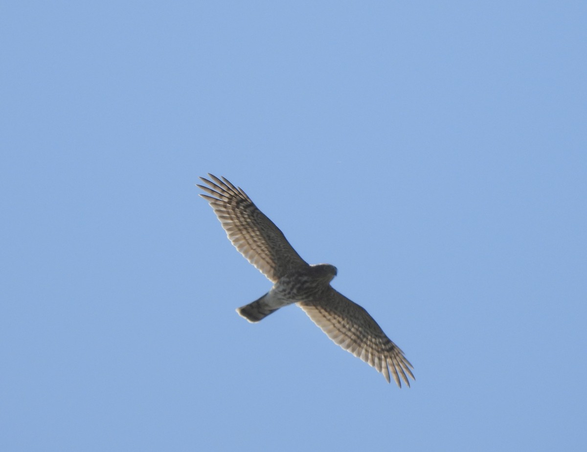 Sharp-shinned Hawk - ML624134340