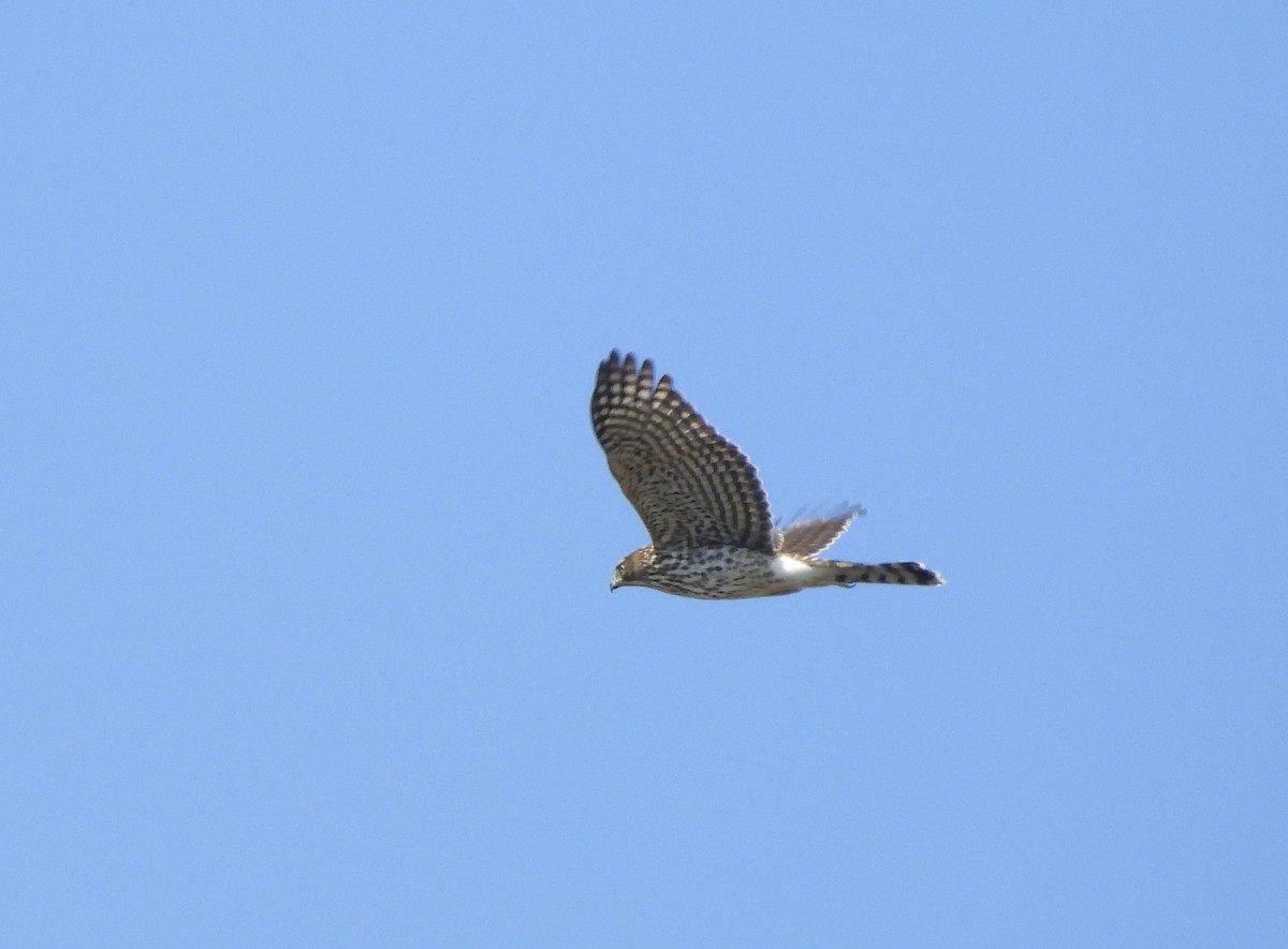 Sharp-shinned Hawk - ML624134341