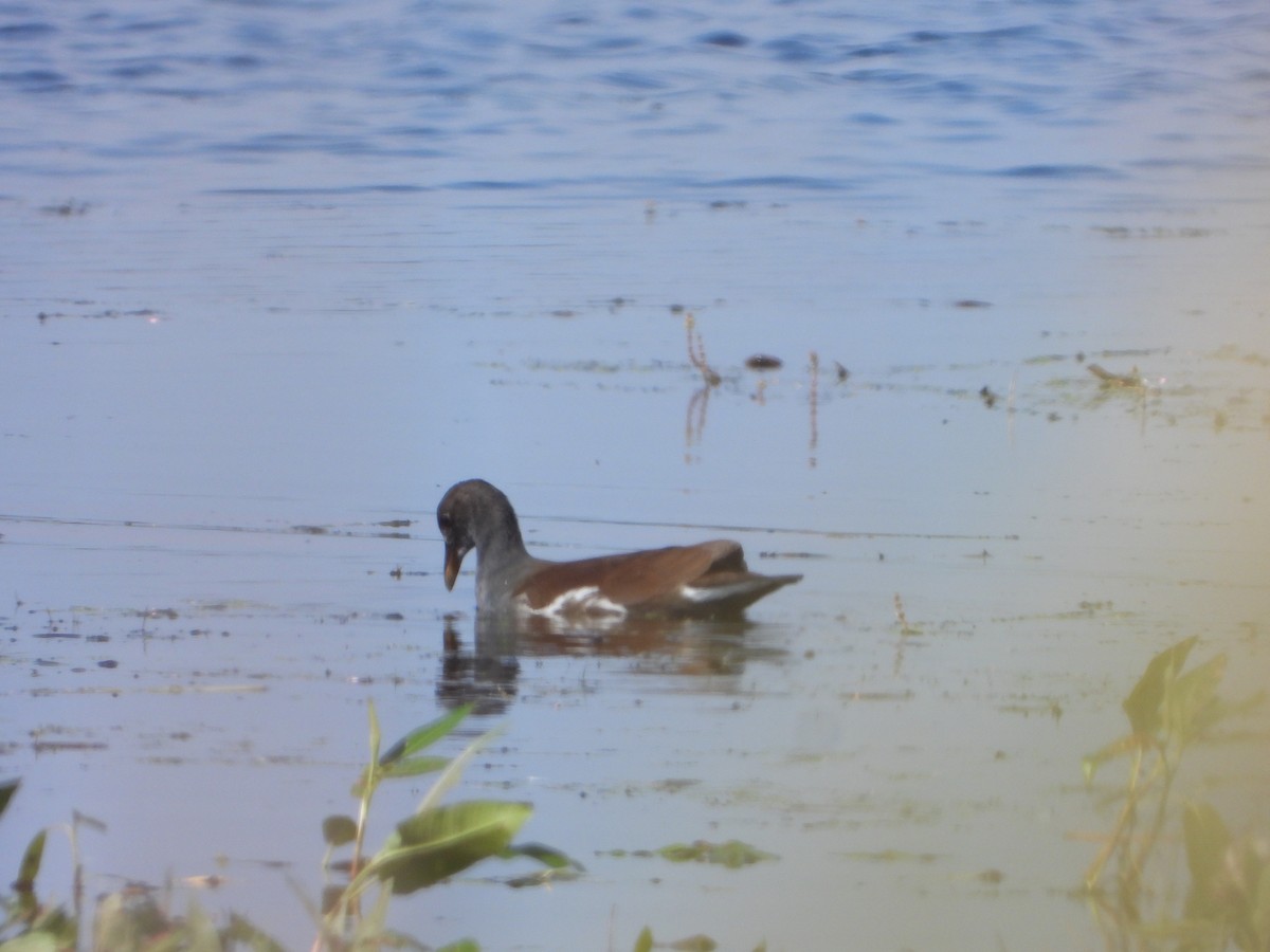 Common Gallinule - joe sweeney