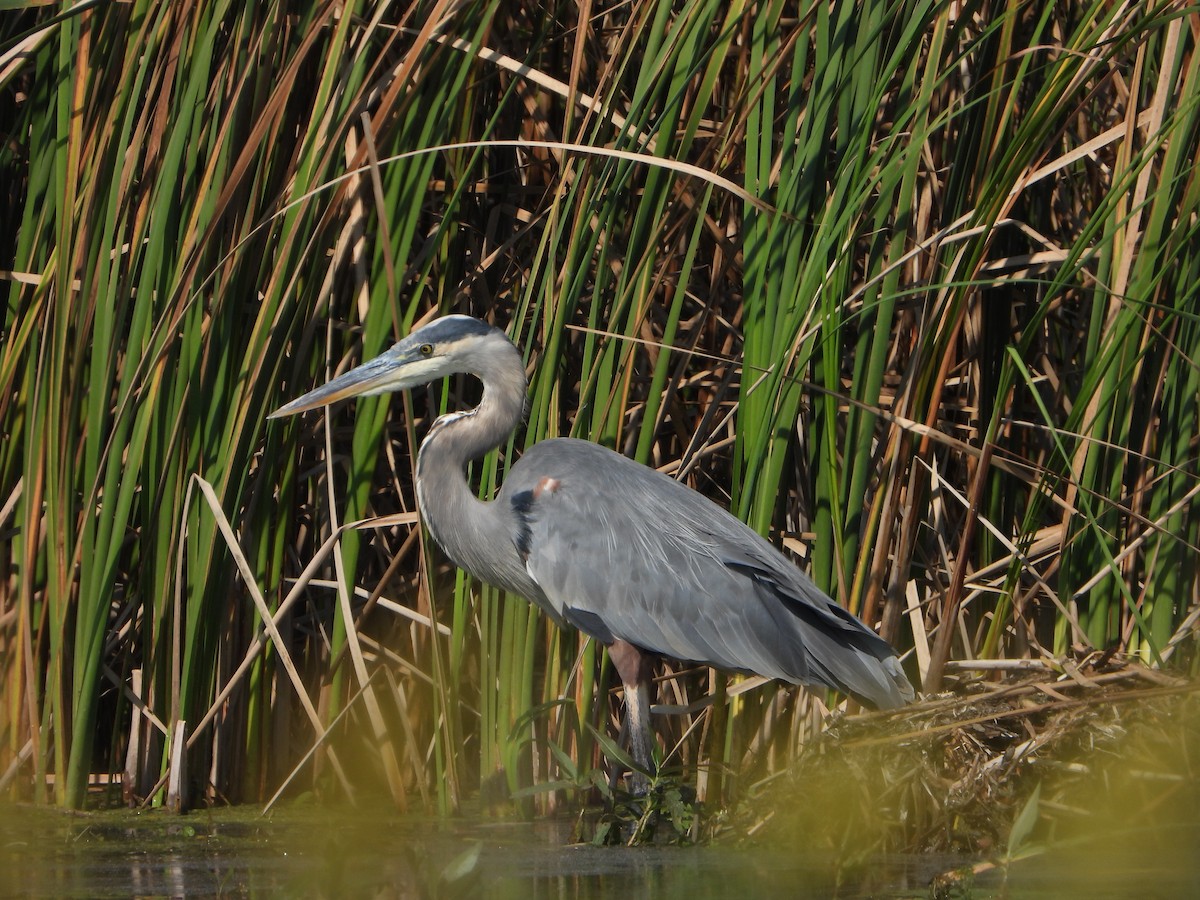 Great Blue Heron - ML624134346