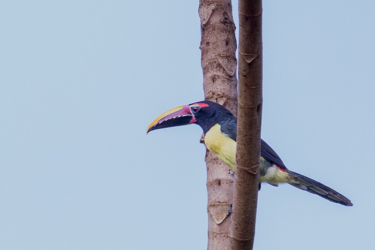 Green Aracari - ML624134348