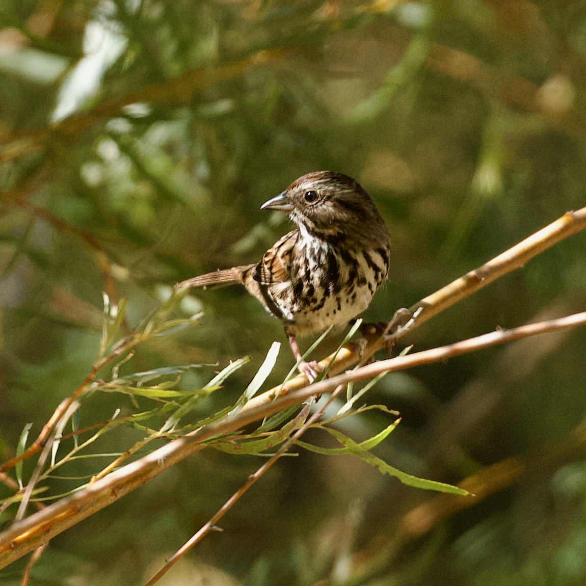 Song Sparrow - ML624134349