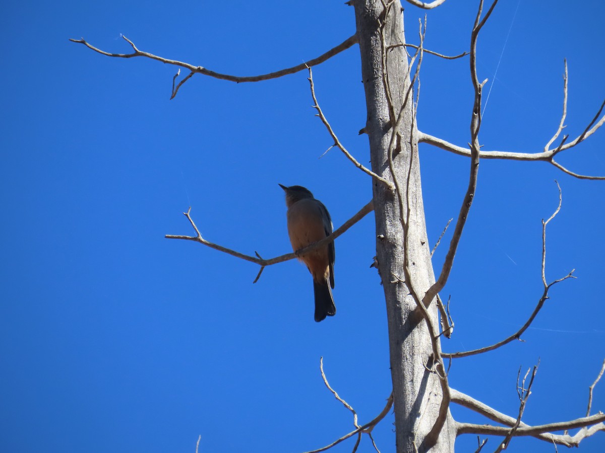 Say's Phoebe - Larry & Patty Marsh