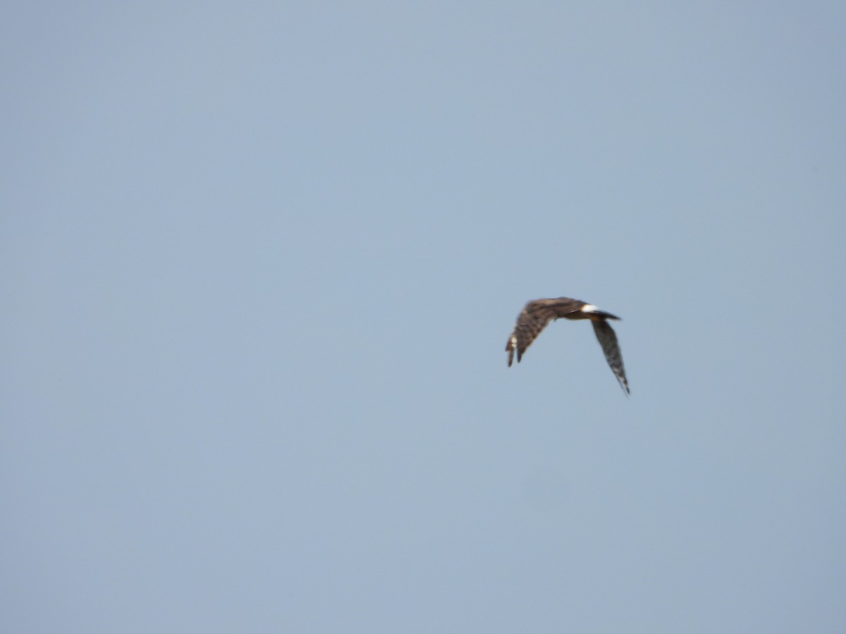 Northern Harrier - ML624134356