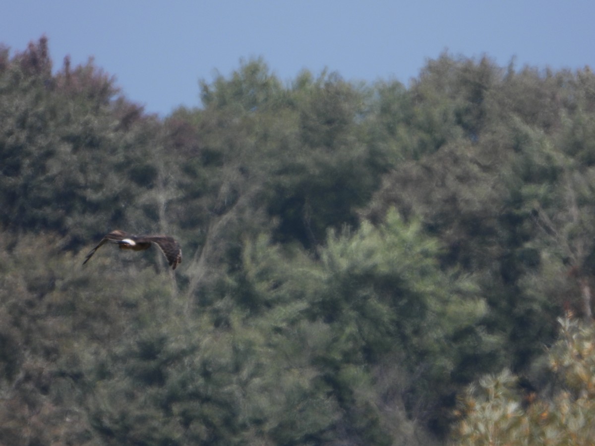 Northern Harrier - ML624134357