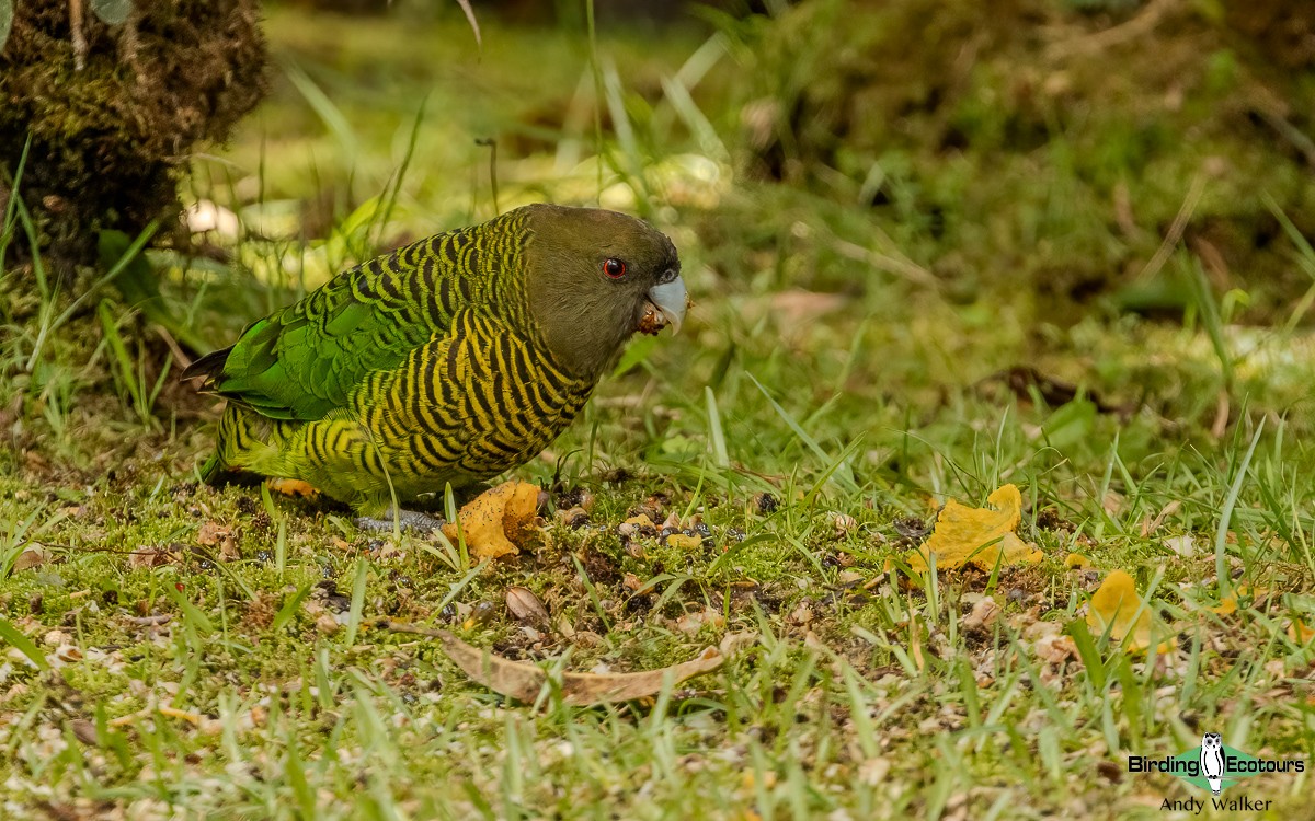 Brehm's Tiger-Parrot - Andy Walker - Birding Ecotours