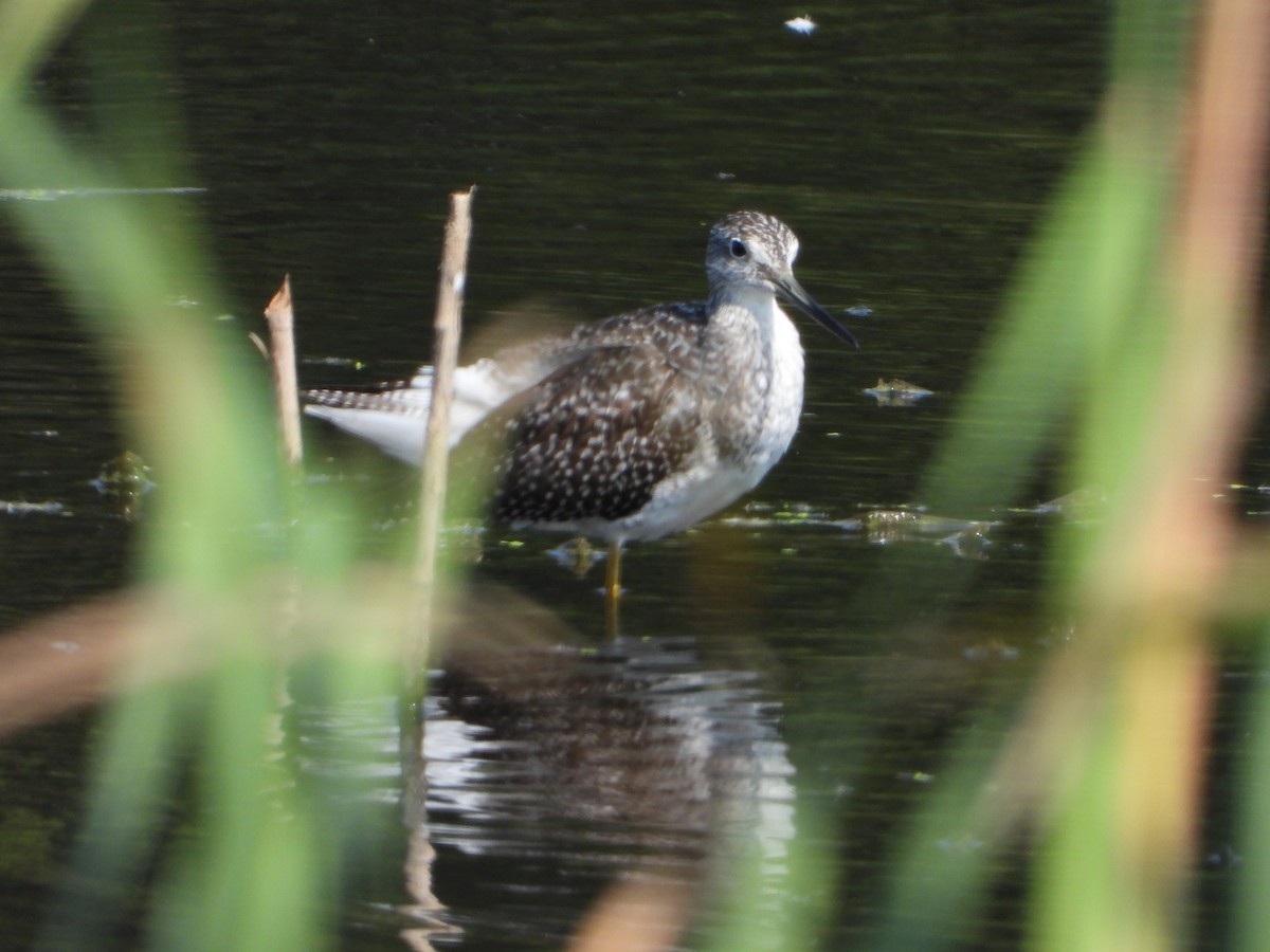 Greater Yellowlegs - ML624134384