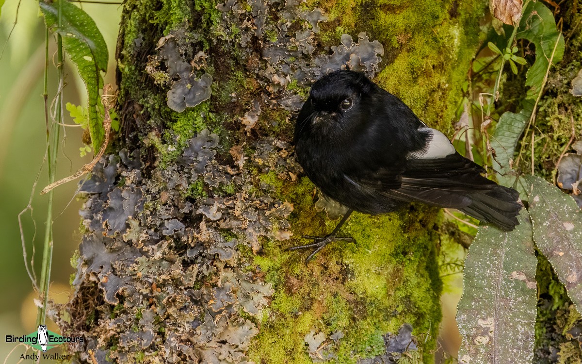 White-winged Robin - ML624134385