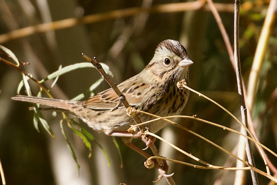 Lincoln's Sparrow - ML624134394