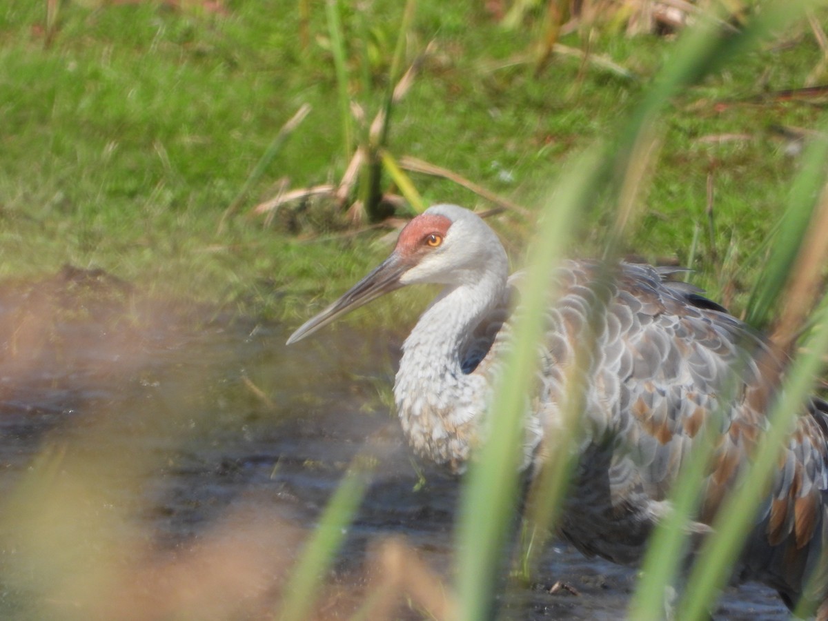 Sandhill Crane - ML624134395