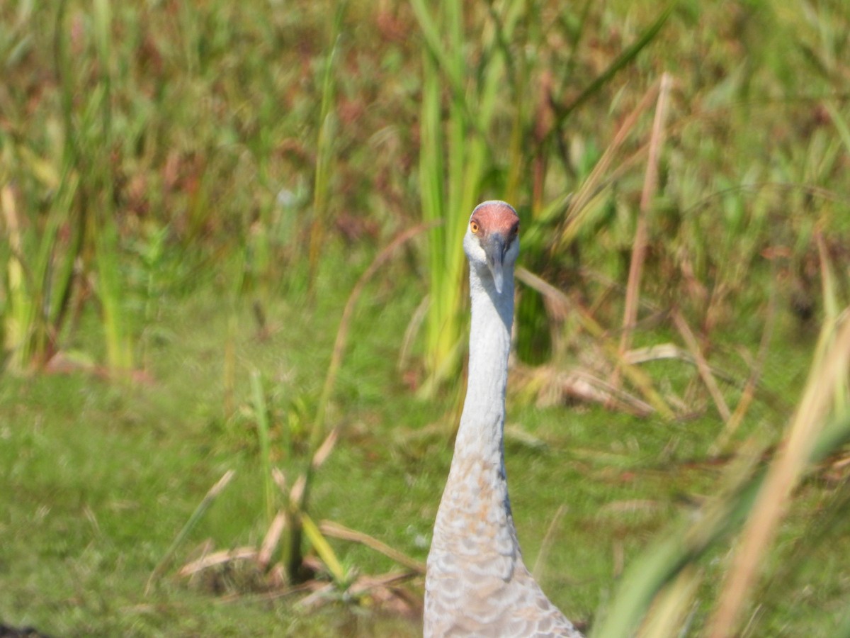 Sandhill Crane - ML624134403