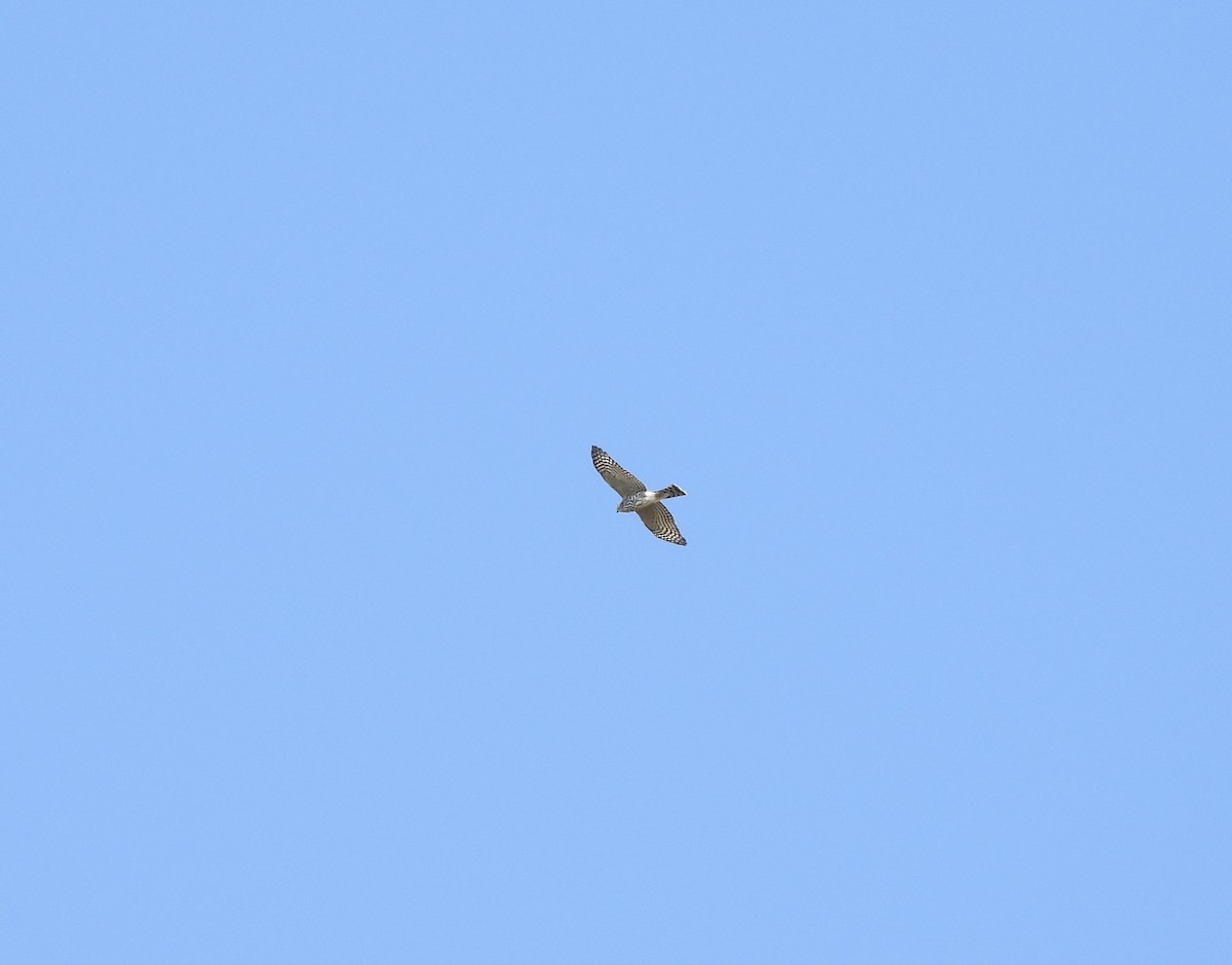 Sharp-shinned Hawk - ML624134406