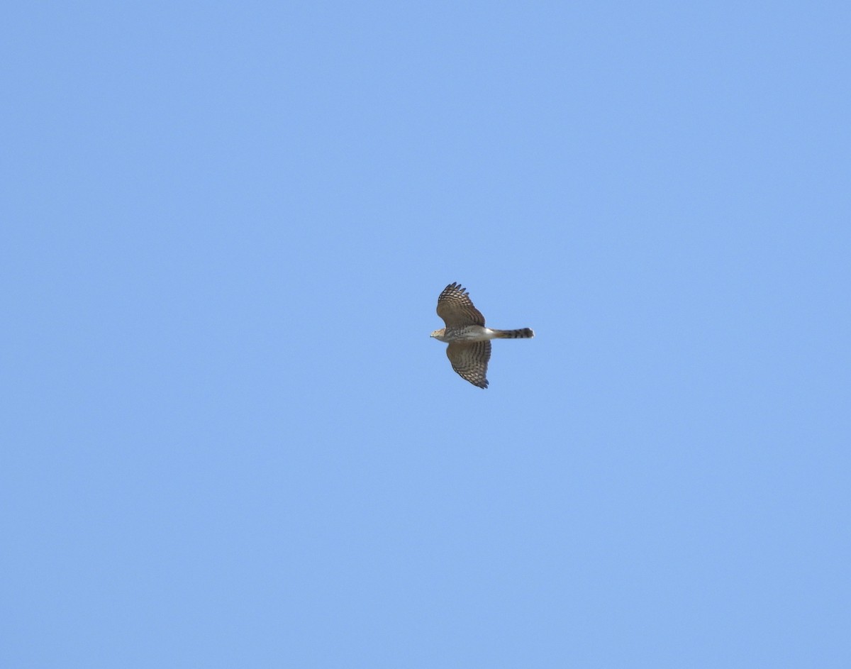 Sharp-shinned Hawk - ML624134407