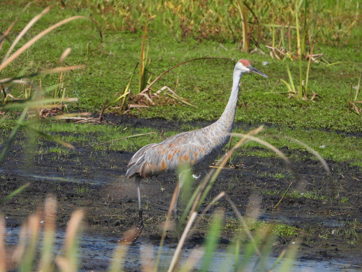 Sandhill Crane - ML624134409