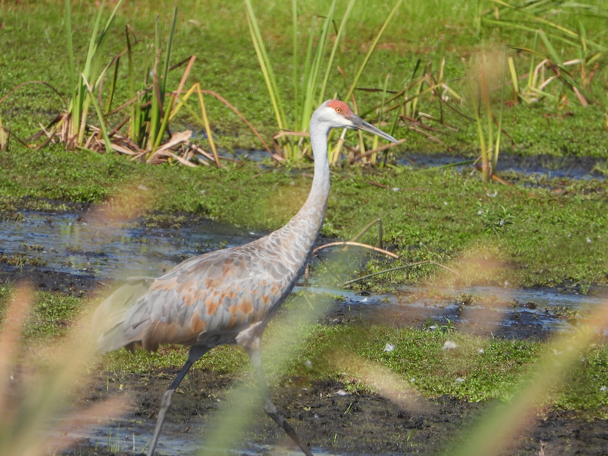 Sandhill Crane - ML624134411