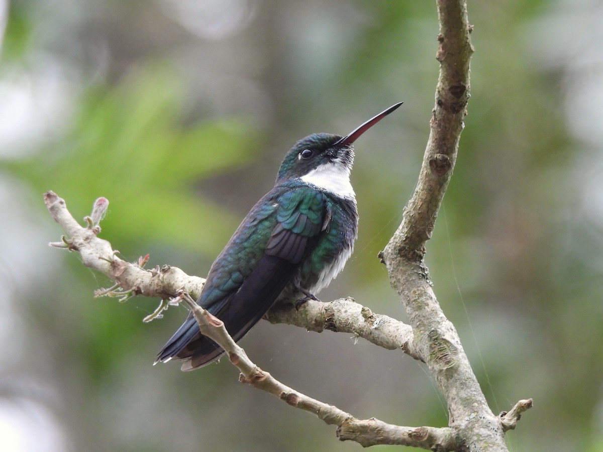 White-throated Hummingbird - ML624134416