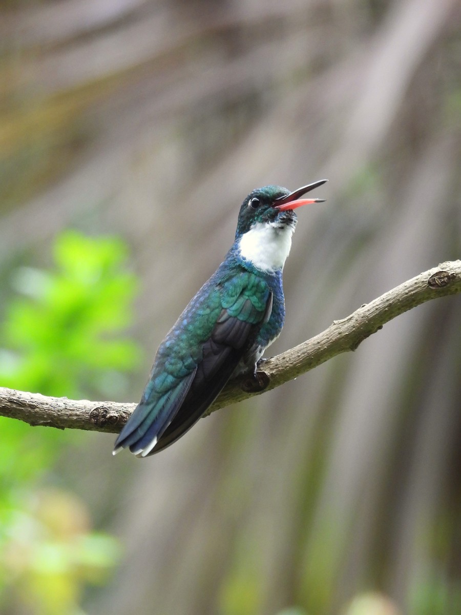 White-throated Hummingbird - ML624134417