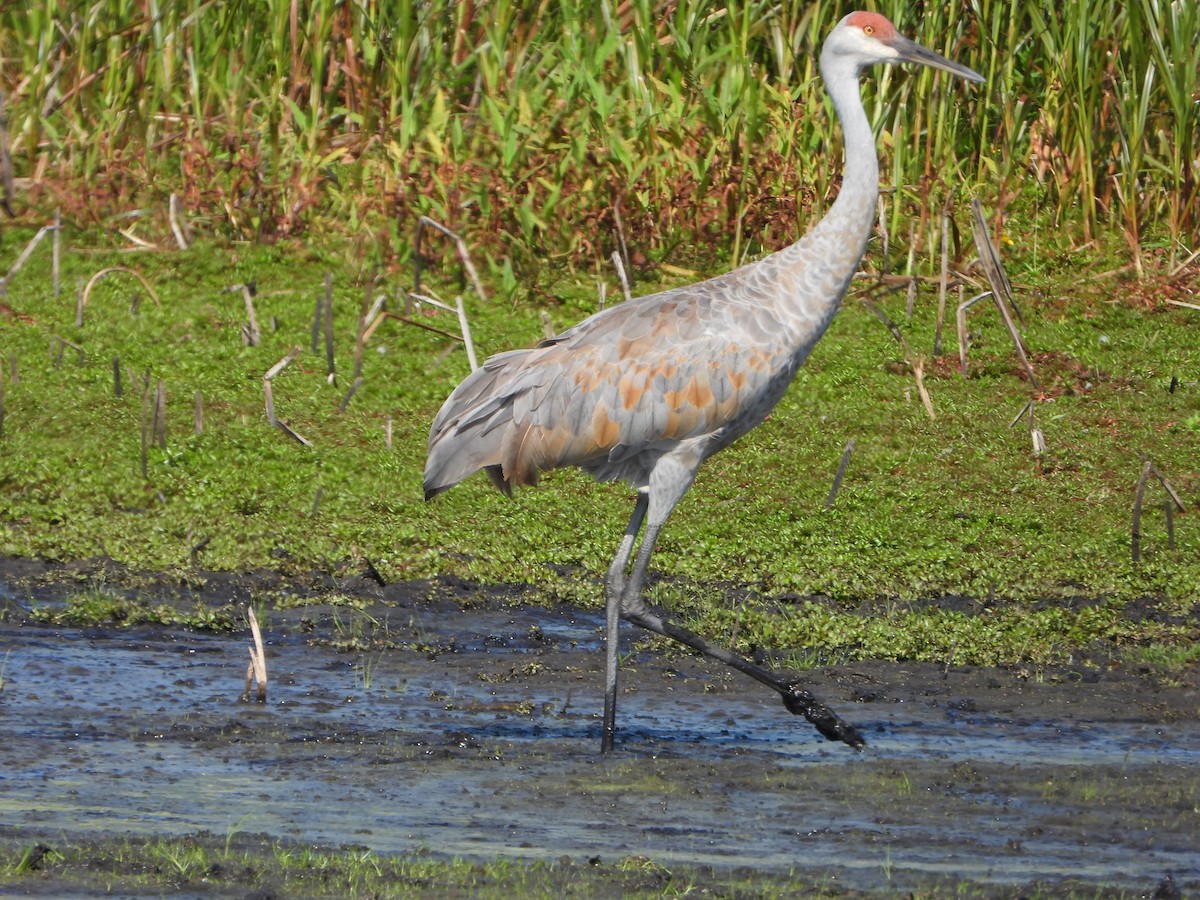 Sandhill Crane - ML624134420