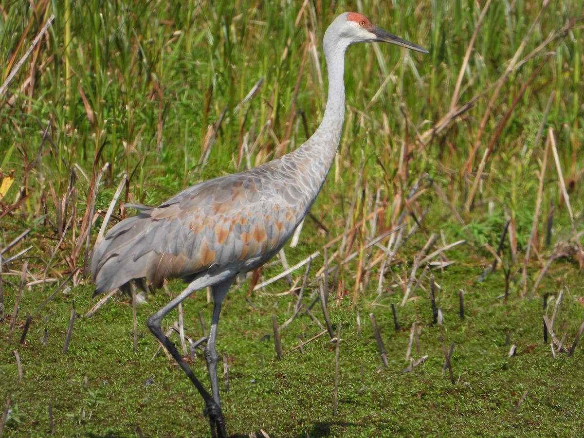 Sandhill Crane - ML624134422