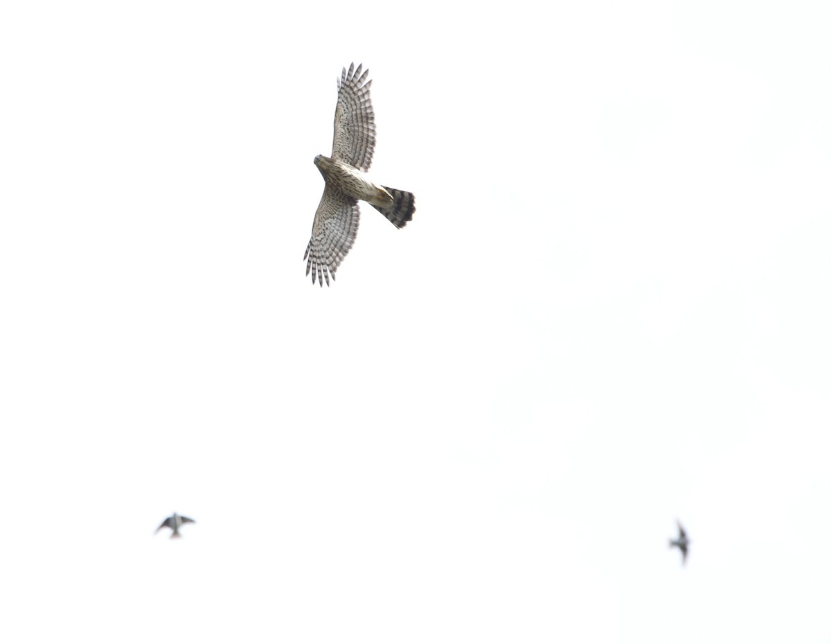 Cooper's Hawk - ML624134423