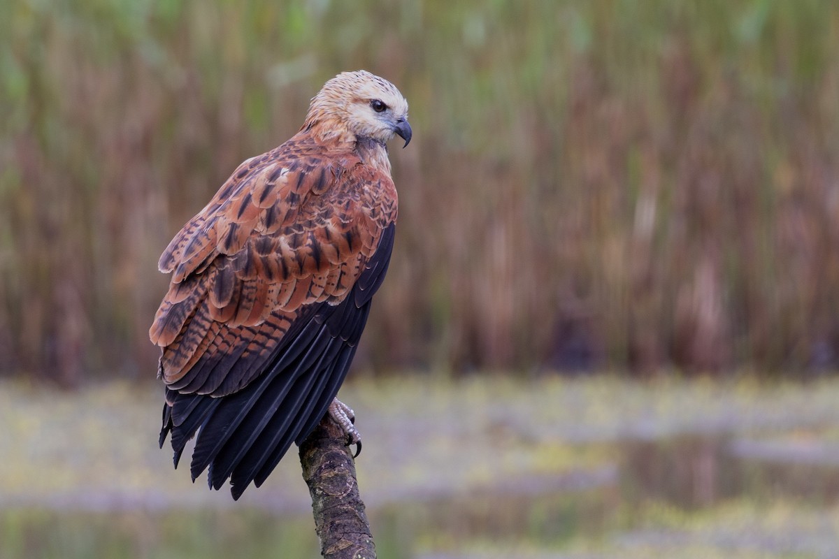 Black-collared Hawk - ML624134457
