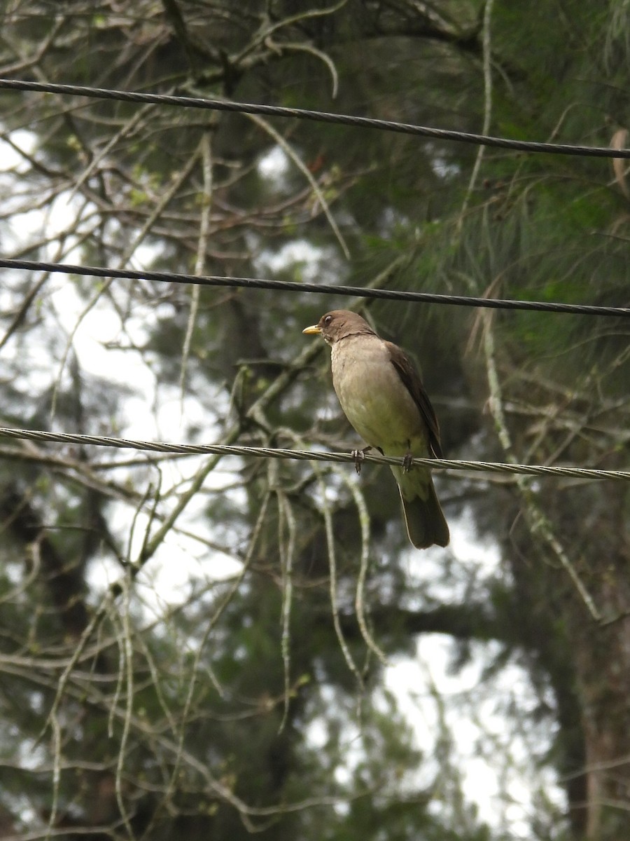 Creamy-bellied Thrush - ML624134458