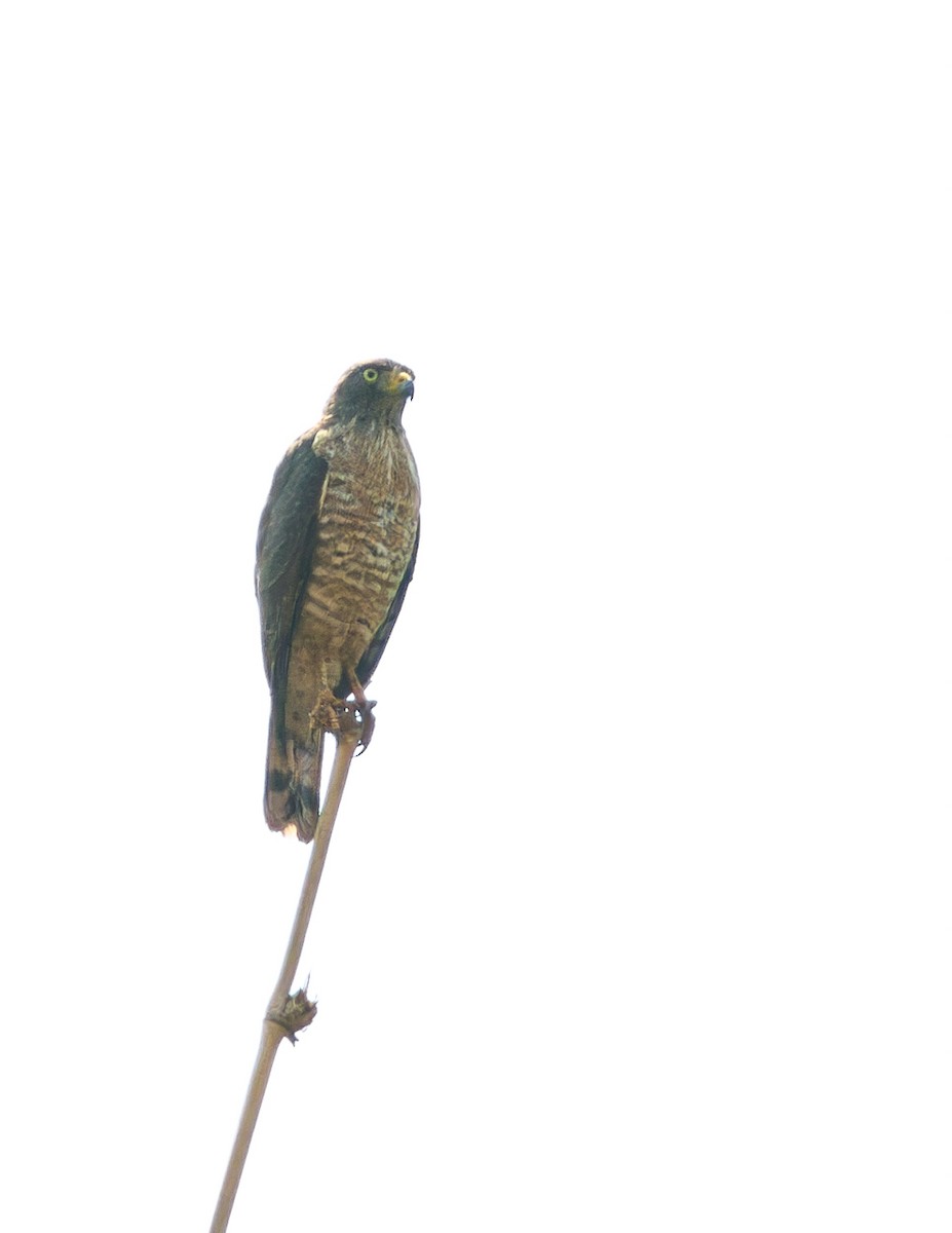 Roadside Hawk - ML624134475