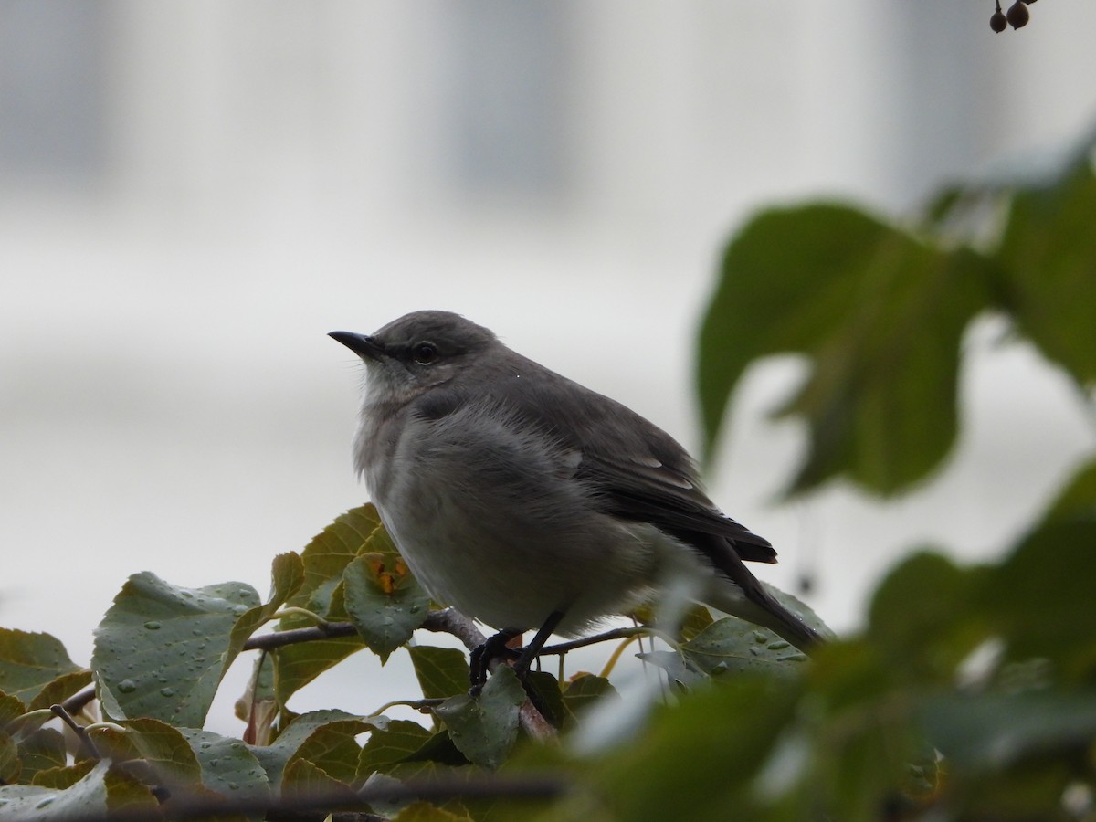 Northern Mockingbird - ML624134477